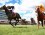 2012 Melbourne Cup countdown continues